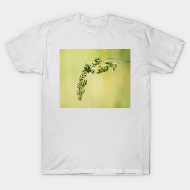 31715 wheat T-Shirt by pcfyi